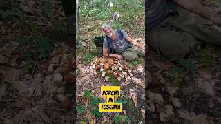 Funghi Porcini 2024 quotPorcini In Toscana quot 🍄‍🟫 NaturaWild FunghiPorcini2024 PorciniEstatini [upl. by Temple33]