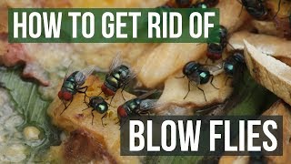 How to Get Rid of Blow Flies 4 Easy Steps [upl. by Xxam]