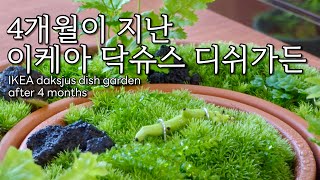 4개월이 지난 이케아 닥슈스 디쉬가든 어떻게 변했을까 l IKEA daksjus dish garden after 4 months [upl. by Volnay]