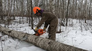 Cutting Logs For Log Furniture Long Winter at the Offgrid Homestead [upl. by Eiruam]