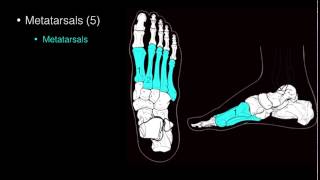 Osteo of Ankle and Foot [upl. by Seaver786]