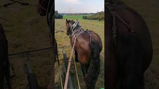 Heu Schwaden working with Horses Starke Pferde [upl. by Lednyk537]