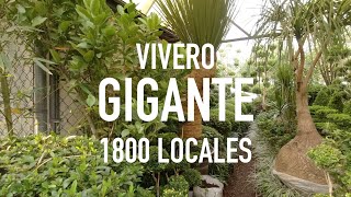 Vivero GIGANTE de plantas y flores 1800 locales  Cuemanco Xochimilco [upl. by Sherfield]