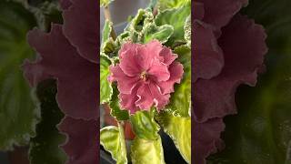 African Violet [upl. by Roselyn461]