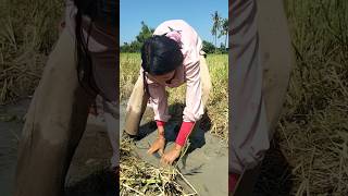 fisherwoman skills catch fish at field near the village by best hand shots topfishing [upl. by Leahci]