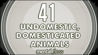 41 Undomestic Domesticated Animals  mentalfloss on YouTube Ep8 [upl. by Sum]