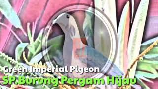 Suara Pikat Burung Pergam Hijau Mp3 [upl. by Anomis]