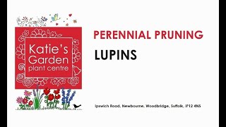 How to look after Lupins a pruning guide [upl. by Retsevlis909]