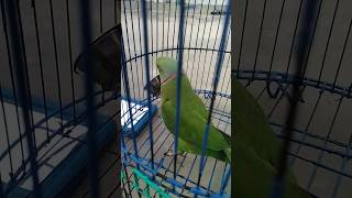 parrottalking parrotlover birds funny talkingparot cutebirds parrets cutepets [upl. by Alonzo]