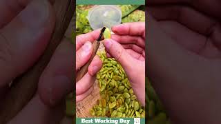 Best working day 1785 Saponaria rice seed cleaning process [upl. by Kletter]