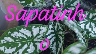 Como cultivar Mini caladium12 [upl. by Wiener]