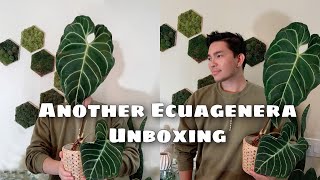 Unboxing Anthurium Regale from Ecuagenera 💚🌿  planthaul plantunboxing [upl. by Best917]