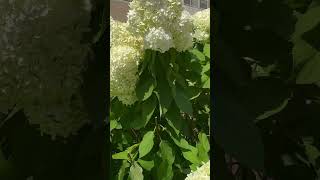 How does CrepeMyrtle and Hydrangea Flowers look like plants amorporlasplantas houseplants [upl. by Olegnaleahcim]