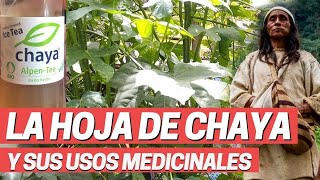 Usos medicinales de la planta Chaya Chicasquil Cnidoscolus aconitifolius Uso medicinal Tamales [upl. by Ogait]