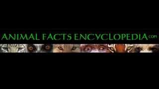 Animal Facts Encyclopedia Their World [upl. by Aleuqahs400]