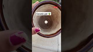 Ceramic pot कैसे use करें gardening plants ceramicpots ytshorts [upl. by Malas]