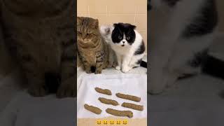 Funny Cat Mind Voice cat funny comedy shorts shortsfeed animals funnycat funnyanimal [upl. by Alled]