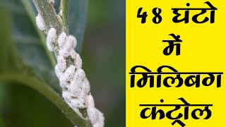 48 घंटो में मिलिबग कंट्रोल । Mealybug Control [upl. by Fesoj663]