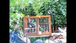 Larsen trap for magpies in action Please check out my 2 new videos added [upl. by Eilrahs]