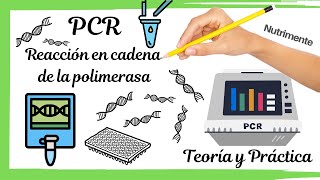 PCR Reacción en cadena de la polimerasa TEÓRICO Y PRÁCTICO [upl. by Nordek944]