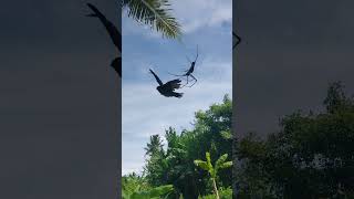 HUGE Spider eats BIRD in Bali Bird caught in Spider Web [upl. by Erbes82]