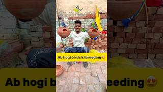 Ab hogi hmare🐣birds ki breeding😍 petlover minivlog pigeonvlogger pigeon budgiesfam parrot [upl. by Daugherty]