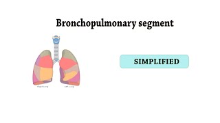 brochopulmonary segments [upl. by Akirehs]