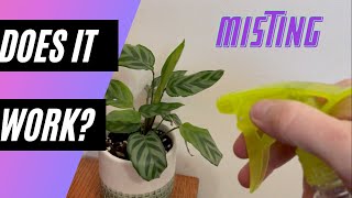 Does Misting Your Houseplants Actually Work [upl. by Nayd]