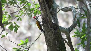 Greater Flameback Sattal Forest [upl. by Arenat]