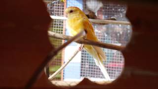 My Aviaries Today  6th April 2018  Parakeets Canaries Finches Budgies and Cockatiels [upl. by Ahteral216]