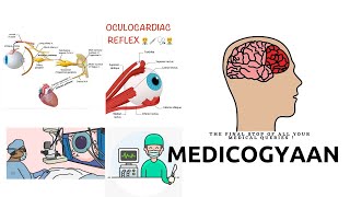 The Ocular Cardiac Reflex  What Is It [upl. by Rizan]