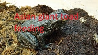 Asian giant toad feeding [upl. by Leban]