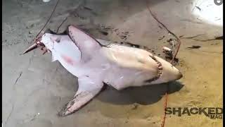 Another Shark caught near Santa Monica  2 in one night [upl. by Azial460]