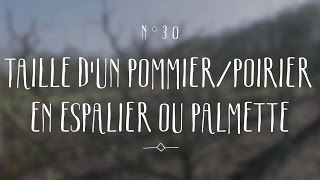 Taille dun pommier poirier en espalier ou palmette [upl. by Mozes67]