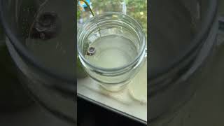 Update on the daphnia culture day 10 life is thriving aquarium freshwaterfishtank fish walstad [upl. by Aenert]