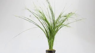 Eleocharis vivipara umbrella hairgrass  Aqua Essentials [upl. by Am]