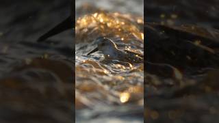 Sanderlings bathing in the golden light birding [upl. by Dagmar]