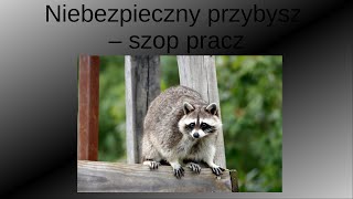 Niebezpieczny przybysz  szop pracz Zwierzęcy geniusze  Pakukla [upl. by Kurland]