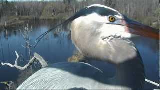 Treetop view of Great Blue Herons in amazing double flight to nest [upl. by Most]