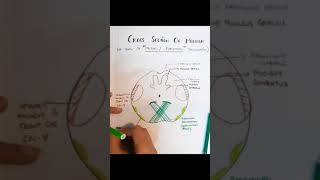 drawwithme seriesmedulla Cross sectional Anatomy At level of Pyramidal Decussation [upl. by Anoed]