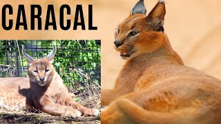 The caracal’s unique appearance  animal histrology [upl. by Loyce417]