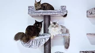 Petrebels cat trees  Alexis 224 [upl. by Inverson401]