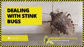 Dealing with Stink Bugs in House Prevention amp Removal [upl. by Gupta499]