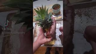 Rib Wrapped Pineapple [upl. by Kus]