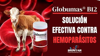 GLOBUMAS B12 SOLUCION EFECTIVA CONTRA HEMOPARÁSITOS [upl. by Yrehc]