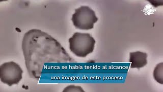 Así se ve un glóbulo blanco humano persiguiendo a una bacteria [upl. by Clement]