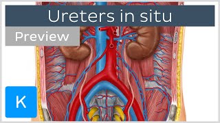 Overview of the ureters in situ preview  Human Anatomy  Kenhub [upl. by Eniruam]