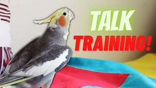 Unlocking the Secrets of Teaching Your Cockatiel to Speak [upl. by Samohtnhoj]