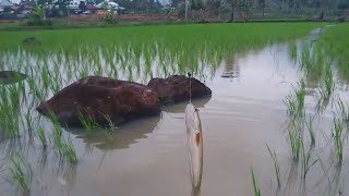 MANCING IKAN GABUS DI SAWAH fishing in the fields [upl. by Wu]