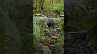 Superb Lyrebird practising his courtship display on a fern I’d give my camera work about a lyrebird [upl. by Niltyak]